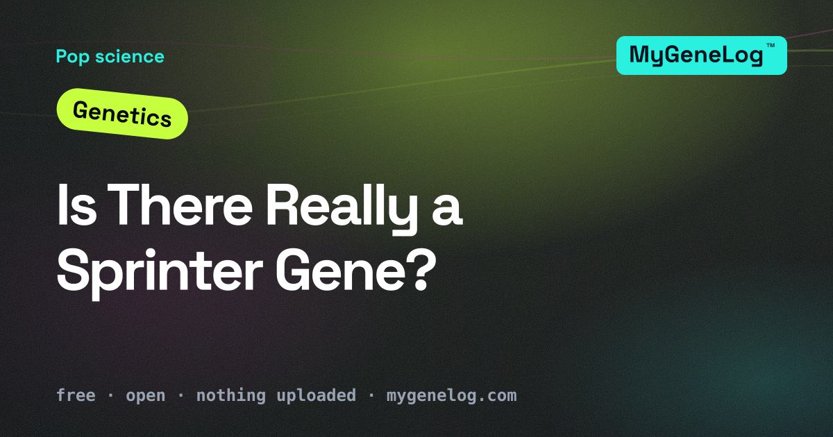 A muscle fiber splitting into two paths, one built for a short powerful burst, one built for sustained endurance