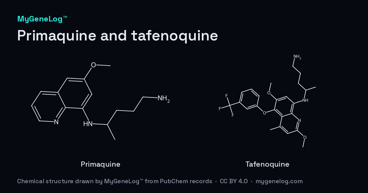 프리마퀸과 타페노퀸의 화학 구조: primaquine, tafenoquine. MyGeneLog™가 PubChem 기록으로 그린 그림